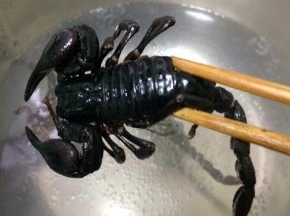 蝎子放入沸水中汆烫一下，捞起备用