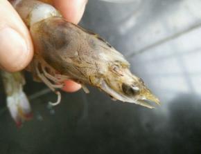 虾冲洗后用剪刀剪去虾枪和胡须。