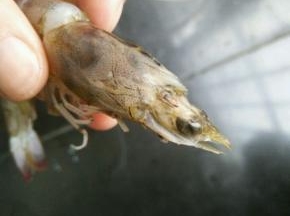 虾冲洗后用剪刀剪去虾枪和胡须。