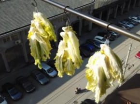 提前准备好。每一颗从根部切开一口子，用手对开撕成两半。用粗棉线串起，在阳光下晾晒至完全疲软。