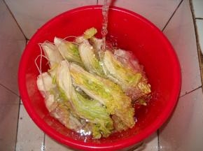 晒好的大白菜在自来水下仔细清洗干净。