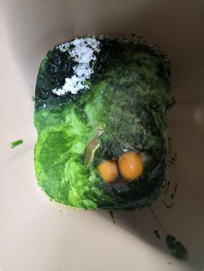 把菠菜泥，鸡蛋，糖，盐，牛奶发，面粉依次放入面包桶内，最上面放酵母