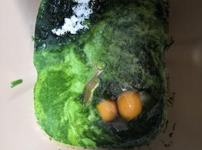 把菠菜泥，鸡蛋，糖，盐，牛奶发，面粉依次放入面包桶内，最上面放酵母