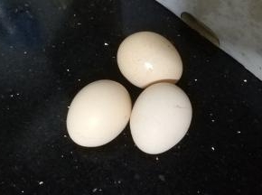 鸡蛋三个（可打成液体备用）