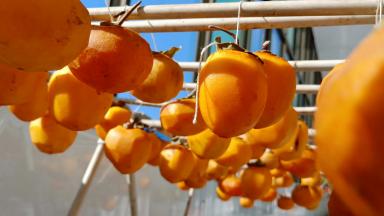 把刨皮后的柿子用绳子一颗一颗拴起来，挂到架子上，让慢慢晒干，也可以不用挂，直接放到通风的网子上