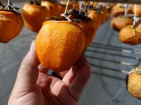 这个是晒了3天的状态，这个时候就可以捏了，一个一个地观察，进行第一次捏，长的这种就捏成长的，当然也可以捏成扁的！这个随意