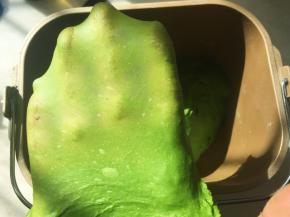 加入过滤的菠菜汁，启动揉面程序将材料揉成有弹性的面团，面团切下一小块可以撑出膜，破口处呈锯齿状 