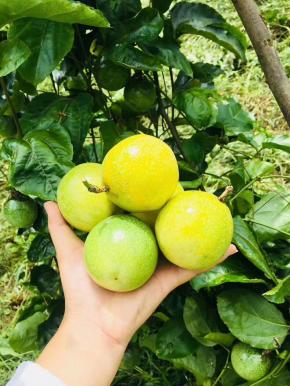 这是新摘下来的黄金百香果，色泽金黄，鲜嫩多汁。
百香果原产巴西，俗称“巴西果”、“鸡蛋果”，因其果汁营养丰富，气味特别芳香，可散发出香蕉、菠萝、柠檬、石榴等众多水果的香味而被举为“百香果”，又有 “果汁之王”的美称。百香果含有人体所需17种氨基酸、多种维生素和类胡萝卜素，还有丰富的钙、磷、铁等物质及微量元素，所以百香果具有极高的营养价值和养生价值。
百香果有两种颜色，一种是紫色的百香果，一种是金色的百香果，黄金百香果更加香甜可口。