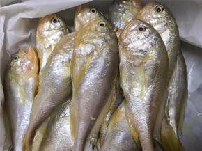 这个就是冰鲜的梅子鱼。