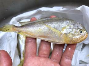 样子和小黄鱼差不多，但头要比小黄鱼大，小黄鱼的头有点尖梅子鱼的头来得圆，身体也比小黄鱼来得圆润，肉多。