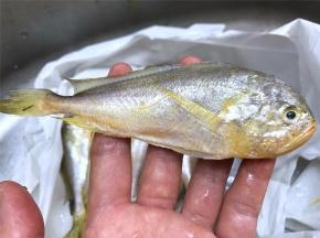 样子和小黄鱼差不多，但头要比小黄鱼大，小黄鱼的头有点尖梅子鱼的头来得圆，身体也比小黄鱼来得圆润，肉多。