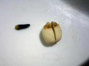去除莲子心