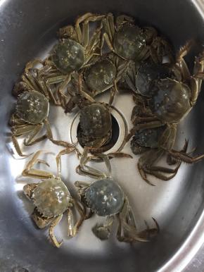 海鲜市场买回来的活蹦乱跳的新鲜的大闸蟹。（记得一定要买新鲜的活的大闸蟹哦！）