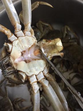 把大闸蟹的肚脐剪下来。（公蟹的肚脐是尖尖的，母蟹的肚脐是圆圆的，我今天买的是公蟹，现在这个季节正是大闸蟹最肥美的时候，公蟹也有很多蟹黄哦！）