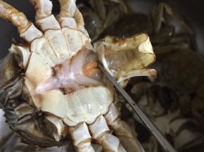 把大闸蟹的肚脐剪下来。（公蟹的肚脐是尖尖的，母蟹的肚脐是圆圆的，我今天买的是公蟹，现在这个季节正是大闸蟹最肥美的时候，公蟹也有很多蟹黄哦！）