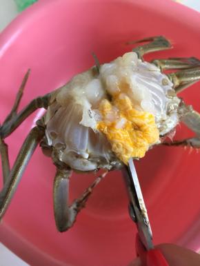 把大闸蟹的腮清理干净，用水冲洗一下。用剪刀把大闸蟹从中间一分为二剪开。