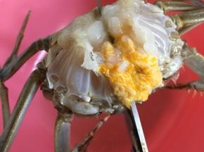 把大闸蟹的腮清理干净，用水冲洗一下。用剪刀把大闸蟹从中间一分为二剪开。