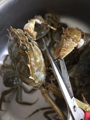 用剪刀先把大闸蟹的大钳子剪下来，以免咬着自己啦！