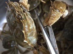 用剪刀先把大闸蟹的大钳子剪下来，以免咬着自己啦！