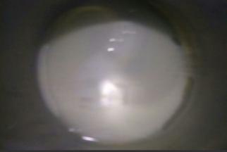 蛋黄部分，牛奶和玉米油倒在干净盆中，拌匀