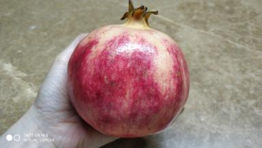 攀西突尼斯软籽石榴