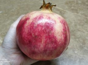 攀西突尼斯软籽石榴