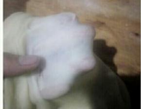 醒发好的面团可轻松拉出手套膜