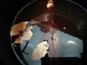 在加入没过食材的水，然后按煮肉键30分钟即可，煮好后让电压力锅自动排气再取出