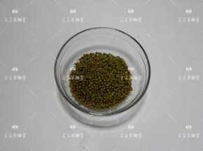 绿豆淘洗干净