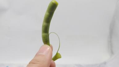 缸豆撕去筋膜。