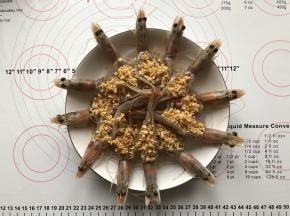 把滤出油的蒜蓉放在开好背的青虾上面