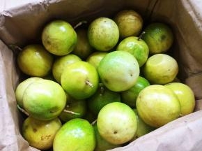 这些黄金百香果是从广西玉林陈毅果园发往到天津的，因为运输需要一定的时间，商家发过来的黄金百香果是在其没完全熟透摘下来的，金黄中泛有青色，放置一、二天后就变成金黄色的了。