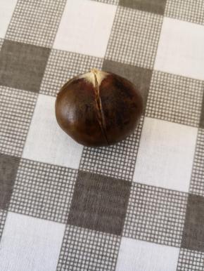 用锋利的刀在栗子上划几道口，依次把所有栗子都划好