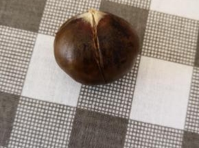 用锋利的刀在栗子上划几道口，依次把所有栗子都划好