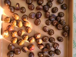 把裹上油的栗子放入烤盘里