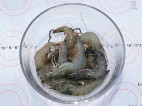 鲜虾室温解冻，洗净