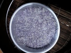 醒发至原来的两倍大，放入蒸屉，保鲜膜用牙签扎几个小孔。锅中倒冷水，开大火，水开后再蒸35~40分钟，关火闷3分钟