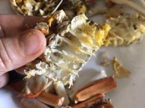 拆蟹肉需要耐心和技巧，水平切开蟹的身体，你可以拆得好干净哦
