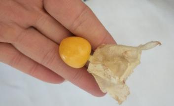 将菇娘果整理一下