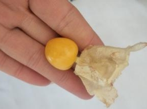 将菇娘果整理一下