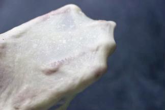 然后切一小块面团慢慢抻开，看到手套膜已经很薄，到了扩展阶段，面团已经揉到位了。