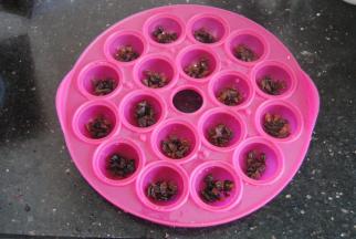 加州葡萄干剪碎，放入棒棒糖蛋糕模具内