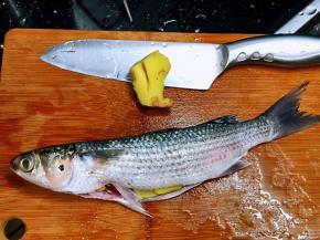 乌鱼去鳞和内脏，鱼肚子里放入几片姜去腥。