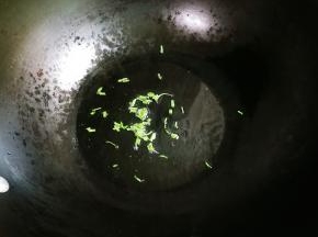 热锅凉油放入葱煎出香味