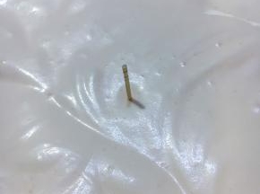 打至能插入牙签也不会倒下的状态。