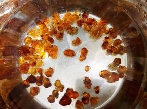 桃胶用清水泡发