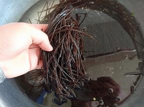 蕨根粉提前用温水泡软，着急的话可以用开水，或者直接放锅里煮一下，然后放冷水里泡一下即可