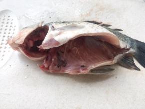 将腌制好的鱼取出滤干，先用剪刀将嘴剪开
