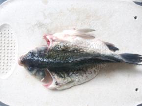 再将肚子裁开大一点，让鱼可以立起来，也可以用手压一下肚子两侧的鱼骨，将鱼骨压断就可以立起来啦
