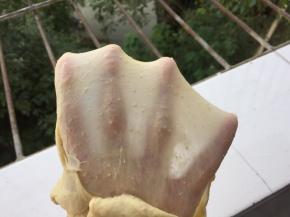 直到能拉出薄膜，即揉好了，在面包机中发酵
